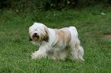 TERRIER DU TIBET 293